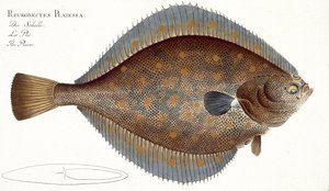 Platessa (Pleuronectes Platessa) tavola XLII da 
