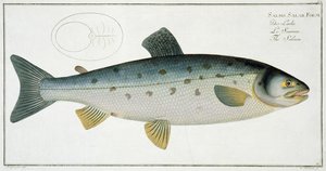 Salmone (Salmo Salar) tavola XX da 