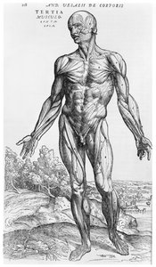 Studio anatomico, illustrazione da 
