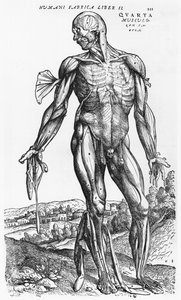 Studio anatomico, illustrazione da 