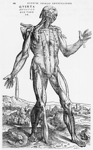 Studio anatomico, illustrazione da 