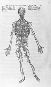 Andrea Vesalio (1514 - 1564), medico di Carlo V. “Humani corporis fabrica libri septem”, Basilea 1543 da Andreas Vesalius