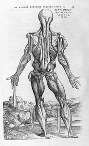 Andrea Vesalio (1514 - 1564), medico di Carlo V. "Humani corporis fabrica libri septem", Basilea 1543.