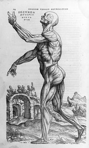 Andrea Vesalio (1514 - 1564), medico di Carlo V. 