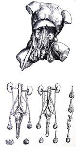 Le tavole del quinto libro del De Humani Corporis Fabrica da Andreas Vesalius