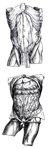 Le tavole dal quinto libro del De Humani Corporis Fabrica da Andreas Vesalius