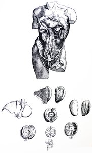 Le Tavole dal Quinto Libro del De Humani Corporis Fabrica da Andreas Vesalius