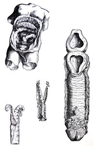 Le tavole dal quinto libro del De Humani Corporis Fabrica da Andreas Vesalius