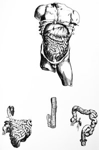 Le tavole dal quinto libro del De Humani Corporis Fabrica da Andreas Vesalius