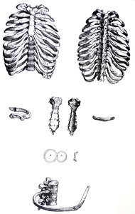 Le tavole del primo libro del De Humani Corporis Fabrica da Andreas Vesalius