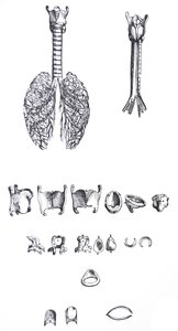 Le tavole dal primo libro del De Humani Corporis Fabrica da Andreas Vesalius