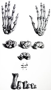 Le tavole dal primo libro del De Humani Corporis Fabrica da Andreas Vesalius