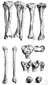 Le tavole dal primo libro del De Humani Corporis Fabrica da Andreas Vesalius