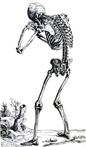 Le Tavole dal Primo Libro del De Humani Corporis Fabrica da Andreas Vesalius