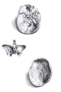 Le tavole dal primo libro del De Humani Corporis Fabrica da Andreas Vesalius