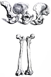 Le tavole dal primo libro del De Humani Corporis Fabrica da Andreas Vesalius