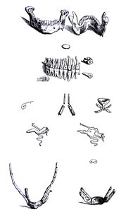 Le tavole del primo libro del De Humani Corporis Fabrica da Andreas Vesalius