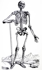Le tavole del primo libro del De Humani Corporis Fabrica da Andreas Vesalius