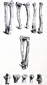Le tavole dal primo libro del De Humani Corporis Fabrica da Andreas Vesalius