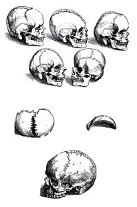 Le Tavole dal Primo Libro del De Humani Corporis Fabrica di Andreas Vesalius da Andreas Vesalius