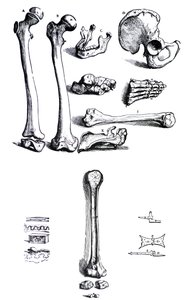 Le tavole dal primo libro del De Humani Corporis Fabrica di Andreas Vesalius da Andreas Vesalius
