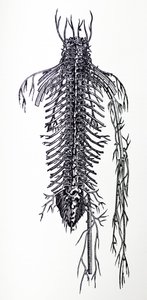 Le tavole del quarto libro del De Humani Corporis Fabrica da Andreas Vesalius