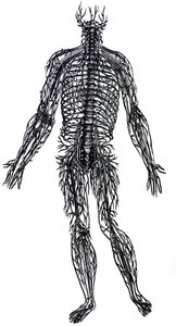 Le tavole dal quarto libro del De Humani Corporis Fabrica da Andreas Vesalius
