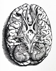 Le tavole del quarto libro del De Humani Corporis Fabrica