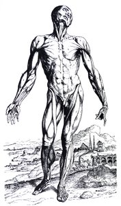 Le tavole del secondo libro del De Humani Corporis Fabrica da Andreas Vesalius