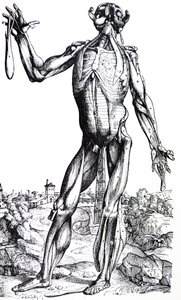 Le tavole dal Secondo Libro del De Humani Corporis Fabrica da Andreas Vesalius