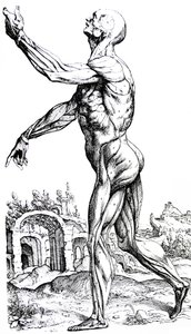 Le tavole del secondo libro del De Humani Corporis Fabrica da Andreas Vesalius