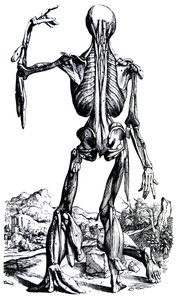 Le Tavole dal Secondo Libro del De Humani Corporis Fabrica