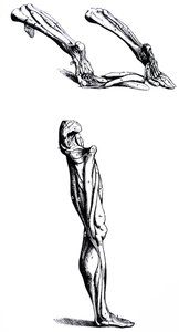 Le tavole dal secondo libro del De Humani Corporis Fabrica da Andreas Vesalius