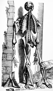 Le tavole del secondo libro del De Humani Corporis Fabrica da Andreas Vesalius