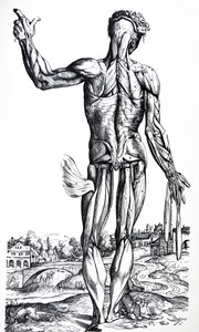 Le tavole dal secondo libro del De Humani Corporis Fabrica da Andreas Vesalius