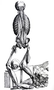Le tavole dal secondo libro del De Humani Corporis Fabrica da Andreas Vesalius