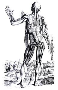 Le tavole del secondo libro del De Humani Corporis Fabrica da Andreas Vesalius