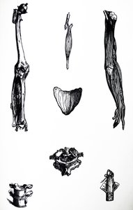 Le Tavole dal Secondo Libro del De Humani Corporis Fabrica da Andreas Vesalius
