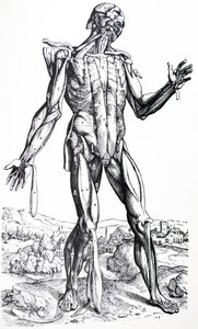 Le tavole dal secondo libro del De Humani Corporis Fabrica da Andreas Vesalius