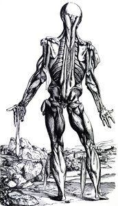 Le tavole dal secondo libro del De Humani Corporis Fabrica da Andreas Vesalius
