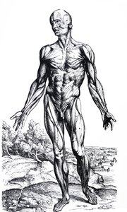 Le tavole dal secondo libro del De Humani Corporis Fabrica da Andreas Vesalius