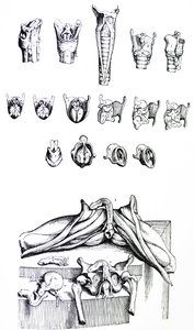 Le tavole dal secondo libro del De Humani Corporis Fabrica da Andreas Vesalius