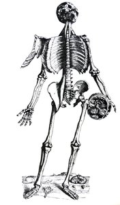 Le tavole dal settimo libro del De Humani Corporis Fabrica da Andreas Vesalius