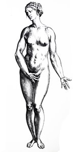 Le Tavole dal Settimo Libro del De Humani Corporis Fabrica da Andreas Vesalius