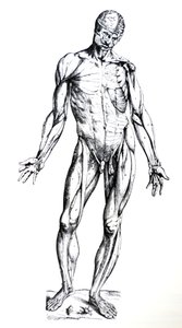 Le tavole dal settimo libro del De Humani Corporis Fabrica da Andreas Vesalius