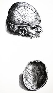 Le tavole del settimo libro del De Humani Corporis Fabrica da Andreas Vesalius