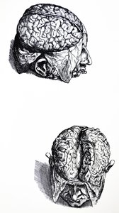 Le tavole del settimo libro del De Humani Corporis Fabrica da Andreas Vesalius