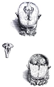 Le tavole dal settimo libro del De Humani Corporis Fabrica da Andreas Vesalius