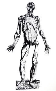 Le tavole del settimo libro del De Humani Corporis Fabrica da Andreas Vesalius