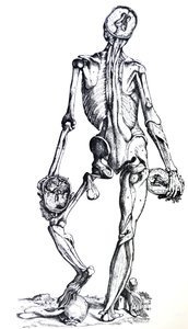 Le tavole del settimo libro del De Humani Corporis Fabrica da Andreas Vesalius